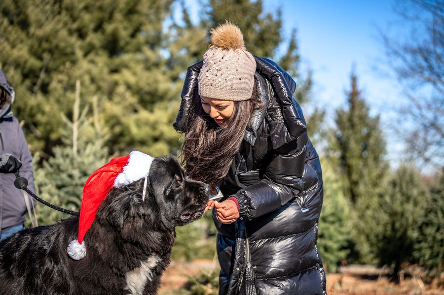 A visitor greeting a Newfoundland in a Santa hat