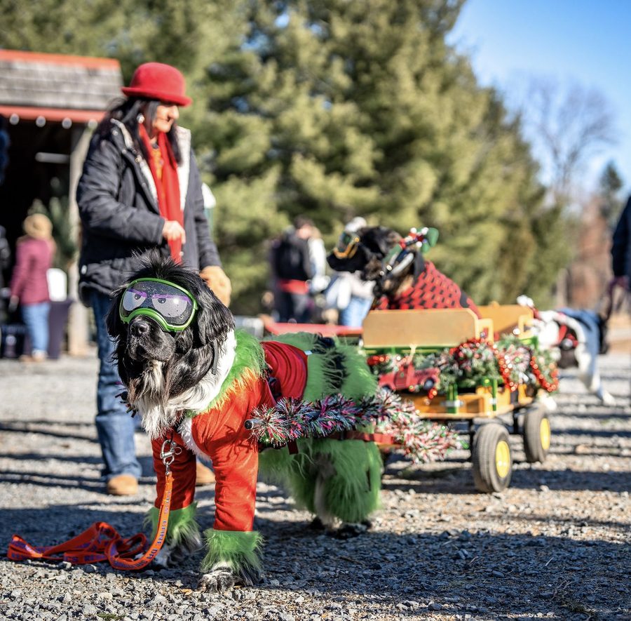 A costumed Newfoundland at Plow Farms' Newfoundland Day