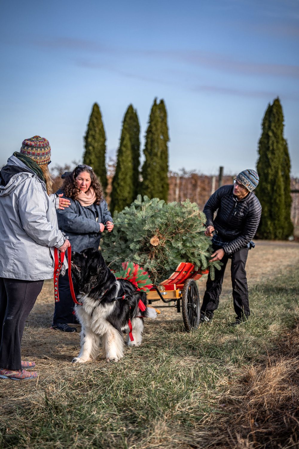A Newfoundland pulling a cart with a freshly cut Christmas tree